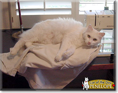 Penelope, the Cat of the Day