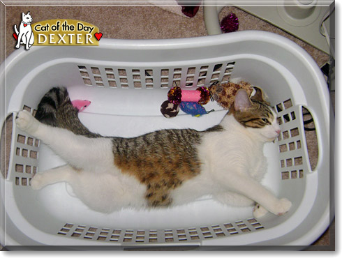 Dexter, the Cat of the Day