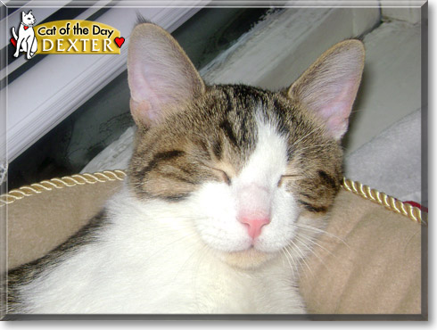 Dexter, the Cat of the Day