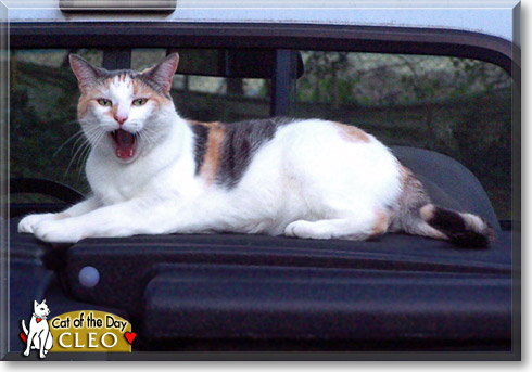 Cleo, the Cat of the Day