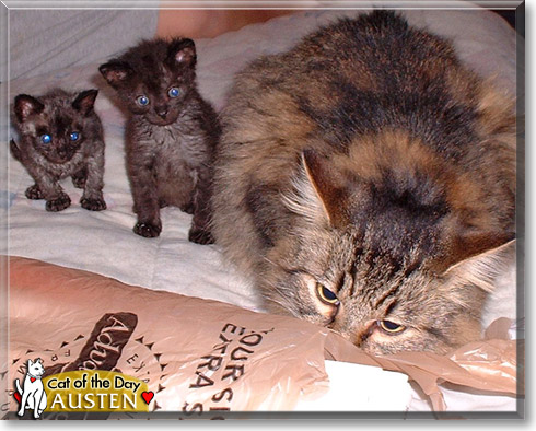 Austen, the Cat of the Day Austen, the Cat of the Day