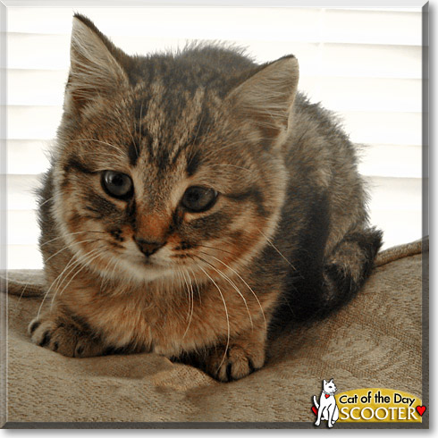 Scooter, the Cat of the Day