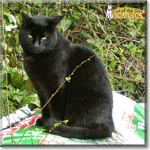 Romulus, the Cat of the Day