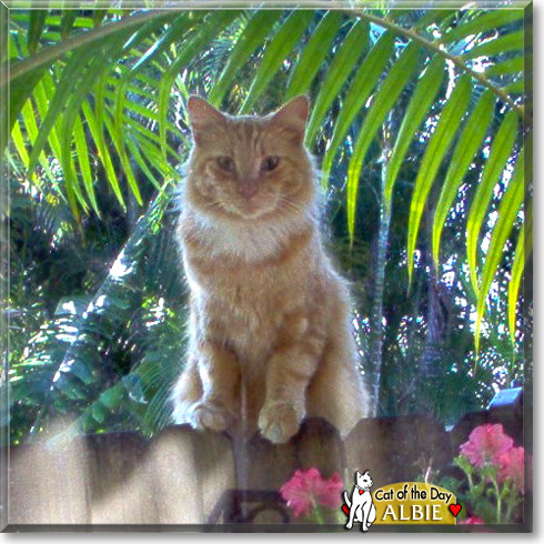Albie, the Cat of the Day