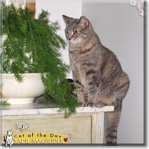 Sadie-Magruder, the Cat of the Day