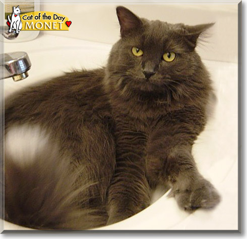 Monet, the Cat of the Day