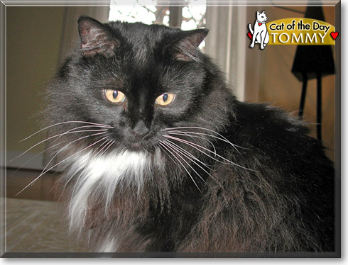Tommy, the Cat of the Day