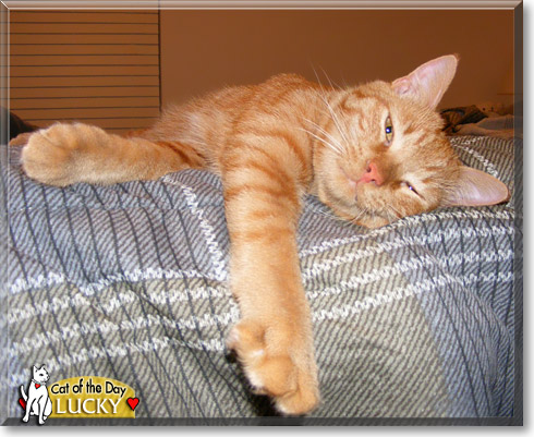 Lucky, the Cat of the Day