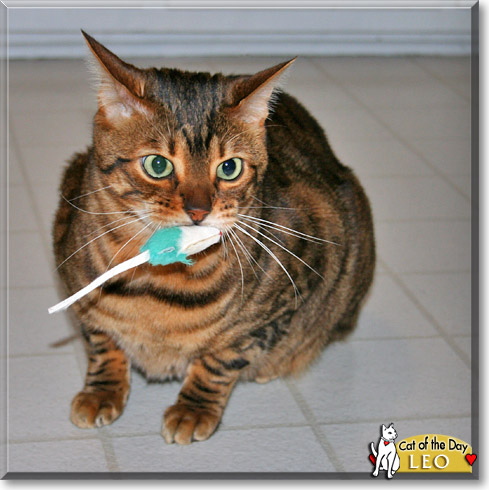 Leo, the Cat of the Day
