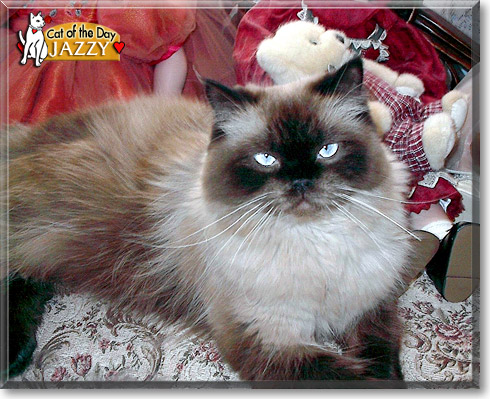 Jazzy, the Cat of the Day