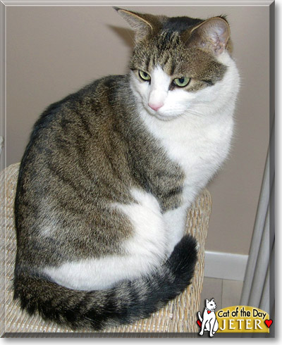 Jeter, the Cat of the Day