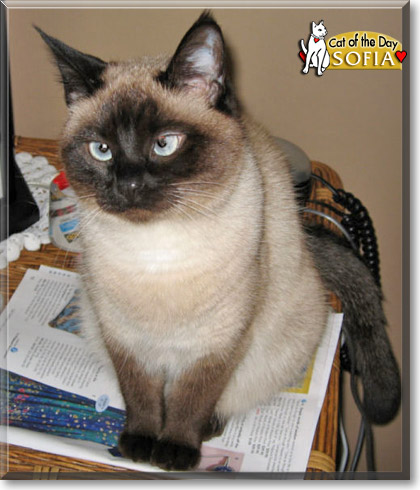 Sofia, the Cat of the Day