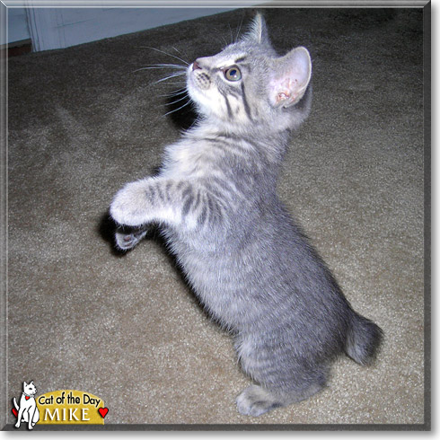 Mike, the Cat of the Day