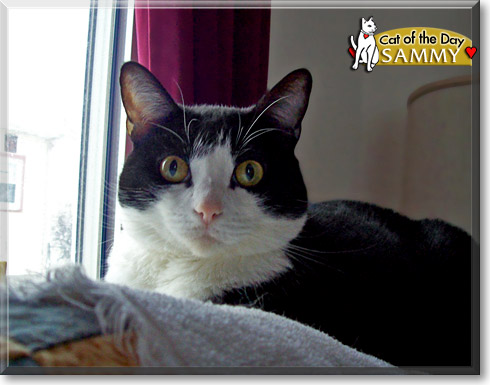 Sammy, the Cat of the Day