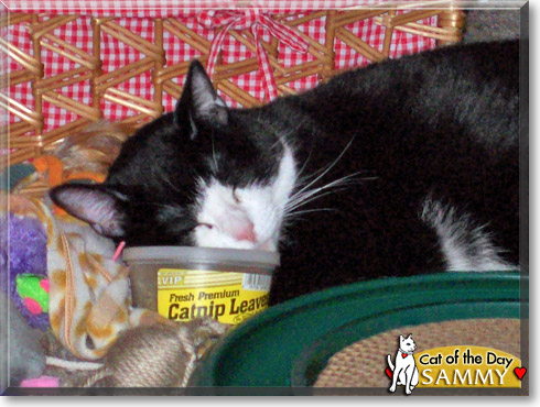 Sammy, the Cat of the Day Sammy, the Cat of the Day