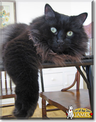 James, the Cat of the Day
