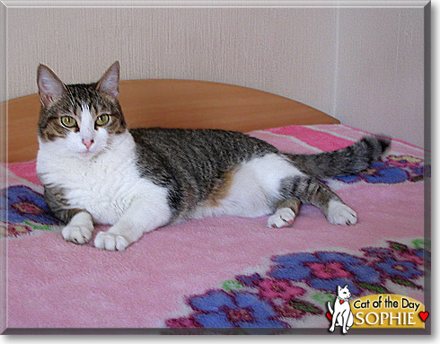 Sophie, the Cat of the Day