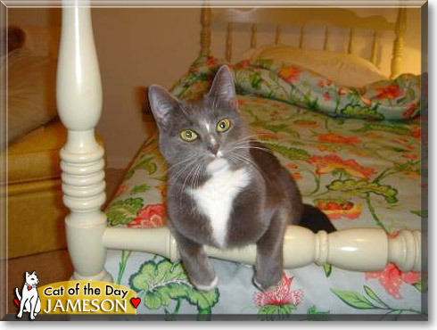Jameson, the Cat of the Day