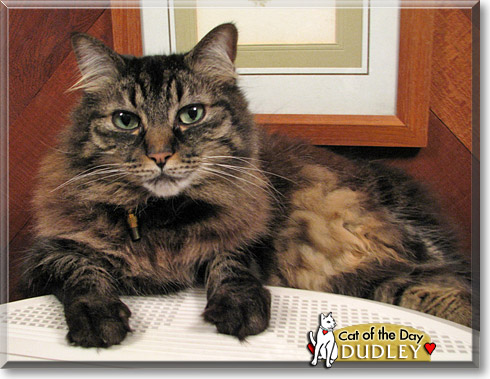 Dudley, the Cat of the Day