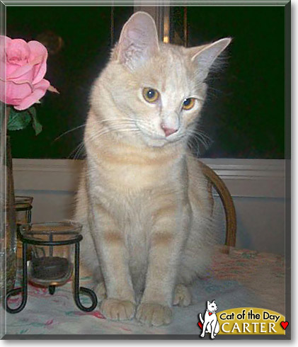 Carter, the Cat of the Day