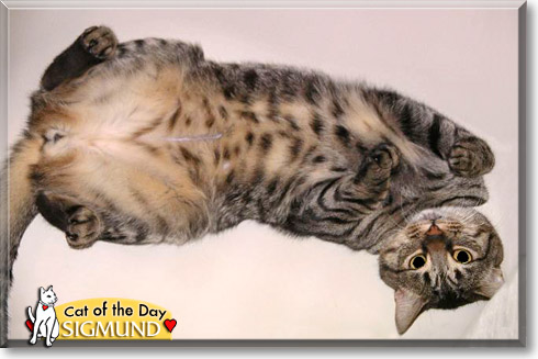 Sigmund, the Cat of the Day