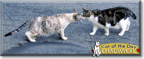 Chadwycke, the Cat of the Day Chadwycke, the Cat of the Day
