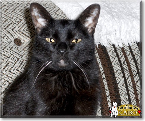 Cairo, the Cat of the Day