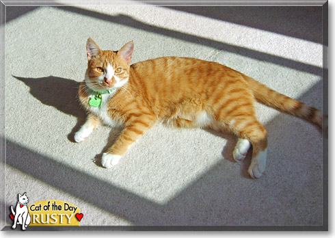 Rusty, the Cat of the Day