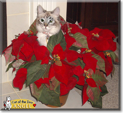 Angel, the Cat of the Day