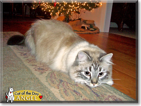 Angel, the Cat of the Day Angel, the Cat of the Day