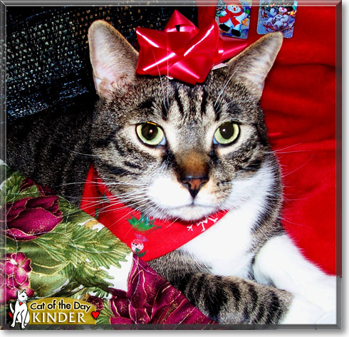 Kinder, the Cat of the Day