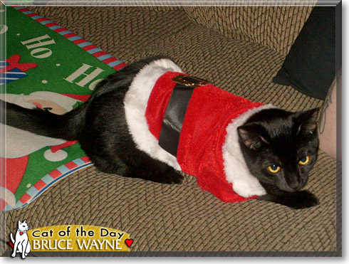 Bruce Wayne, the Cat of the Day