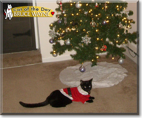 Bruce Wayne, the Cat of the Day