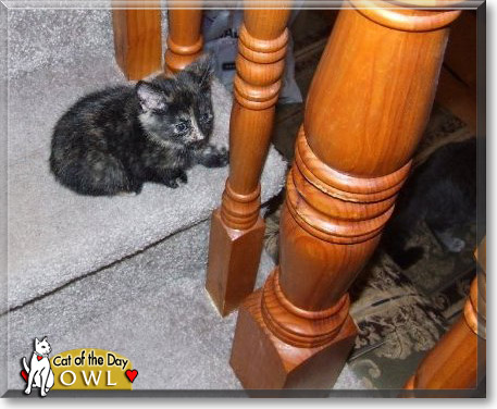 Owl, the Cat of the Day