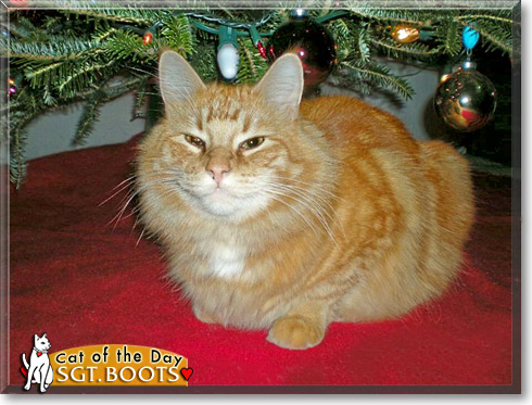 Sgt. Boots, the Cat of the Day