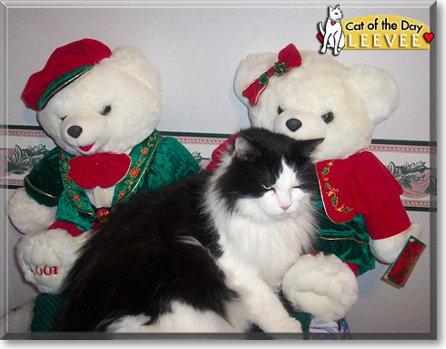 LeeVee, the Cat of the Day LeeVee, the Cat of the Day