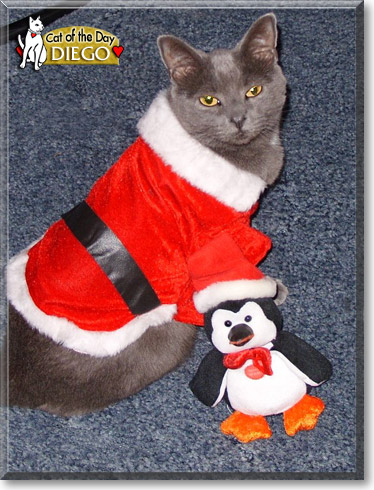 Diego, the Cat of the Day
