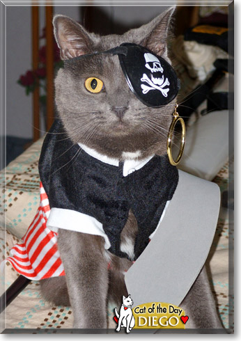 Diego, the Cat of the Day