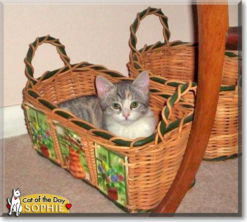 Sophie Jo, the Cat of the Day