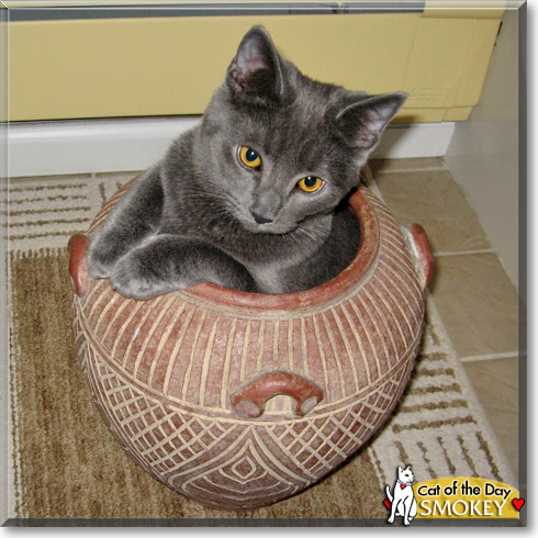 Smokey, the Cat of the Day