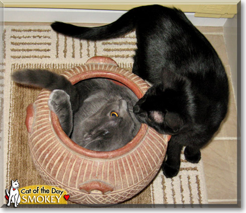 Smokey, the Cat of the Day Smokey, the Cat of the Day