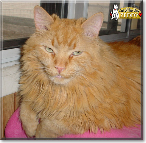 Zeddy, the Cat of the Day