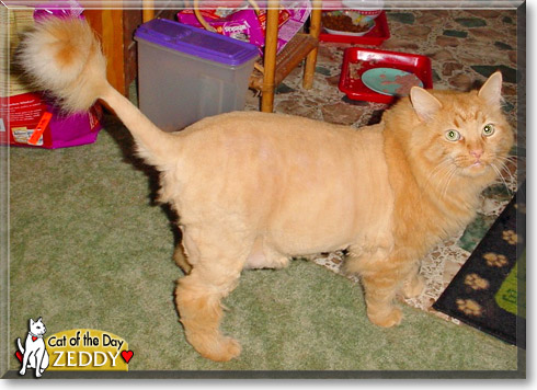 Zeddy, the Cat of the Day