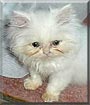 Prince