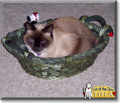 Tiffa, the Cat of the Day