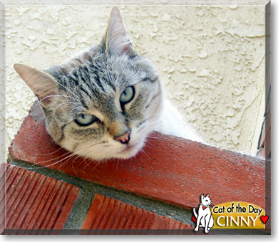 Cinny, the Cat of the Day