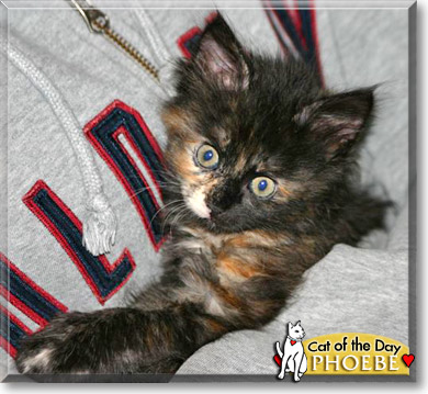 Phoebe, the Cat of the Day