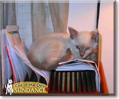 Sundance, the Cat of the Day