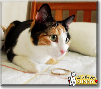 Sunny, the Cat of the Day