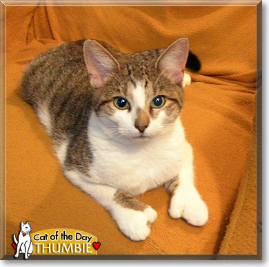 Thumbie, the Cat of the Day